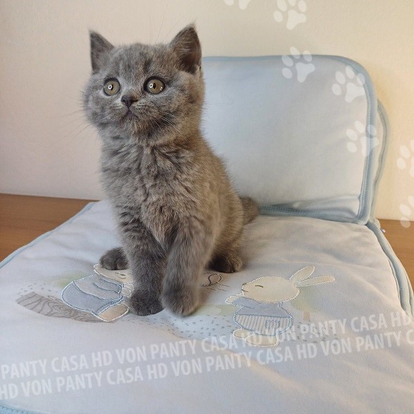 Milu' Little Flower Amori per la Vita - immagine 16