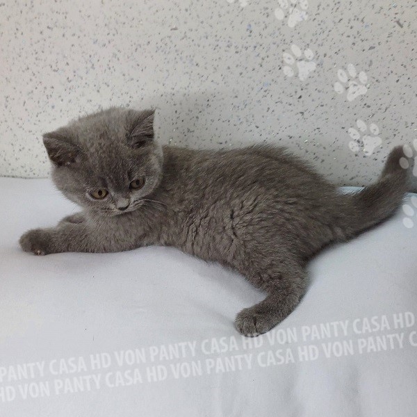 Milu' Little Flower Amori per la Vita - immagine 11