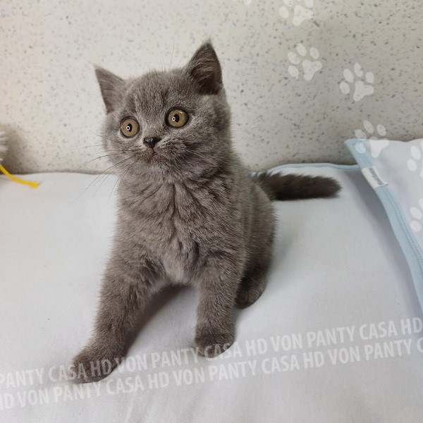 Milu' Little Flower Amori per la Vita - immagine 9