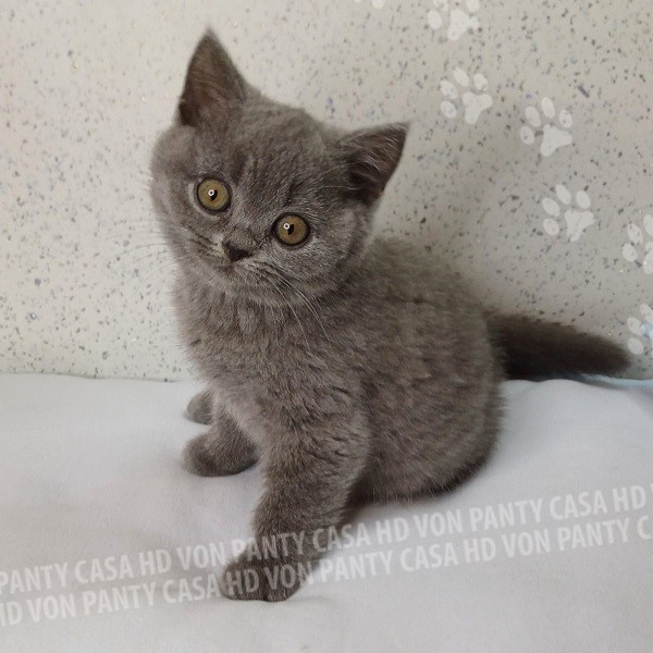 Milu' Little Flower Amori per la Vita - immagine 6