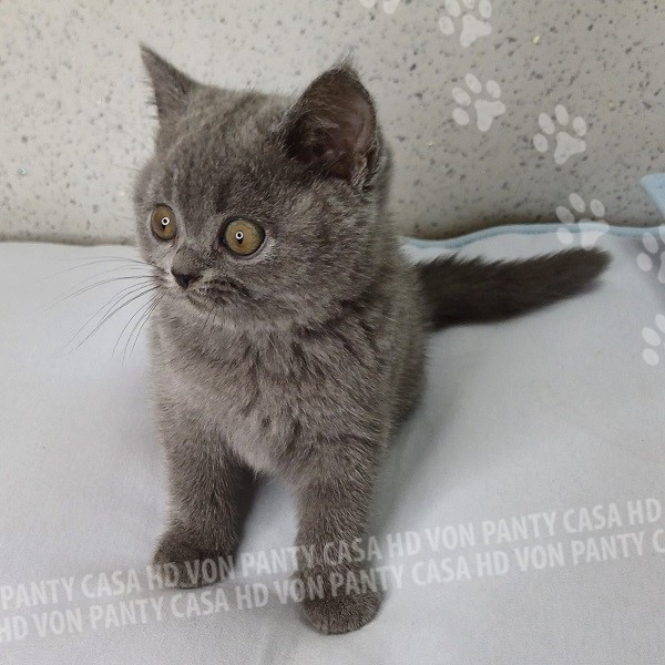 Milu' Little Flower Amori per la Vita - immagine 3