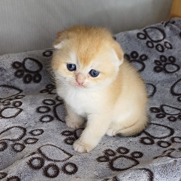 Hall Davidson - immagine 3