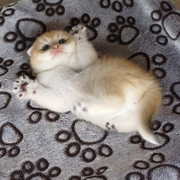 Hall Davidson - immagine 4