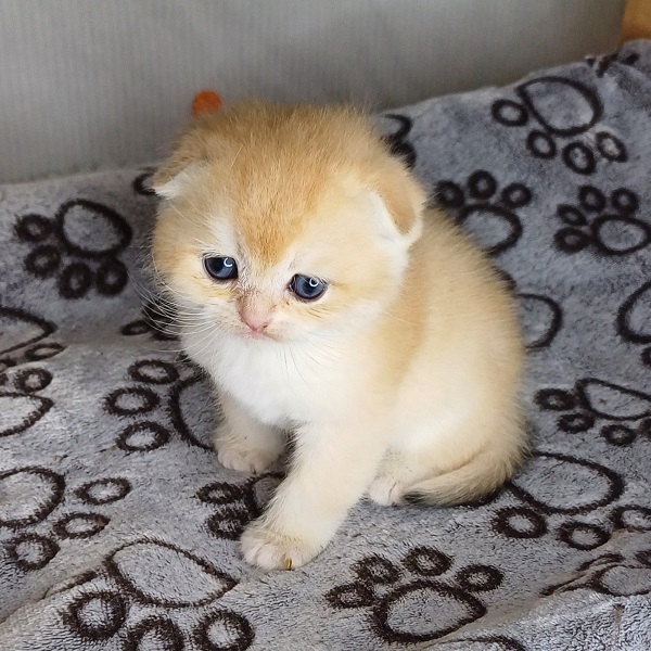 Hall Davidson - immagine 6