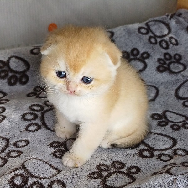 Hall Davidson - immagine 7