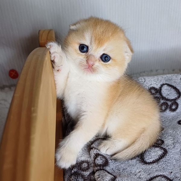 Hall Davidson - immagine 8