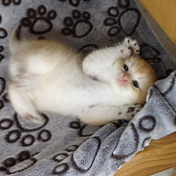 Hall Davidson - immagine 9