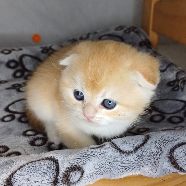 Hans Davidson - immagine 11