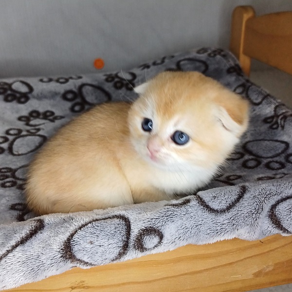 Hans Davidson - immagine 12