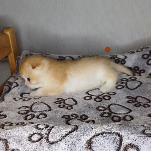 Hans Davidson - immagine 13