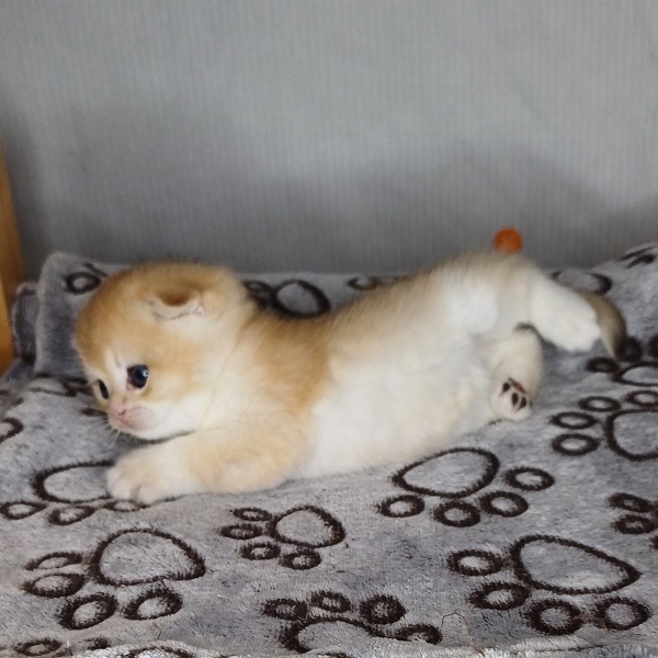 Hans Davidson - immagine 14