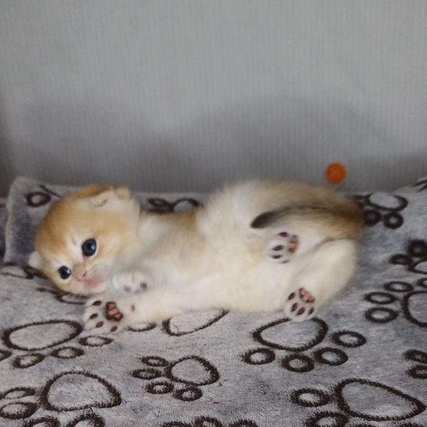 Hans Davidson - immagine 16