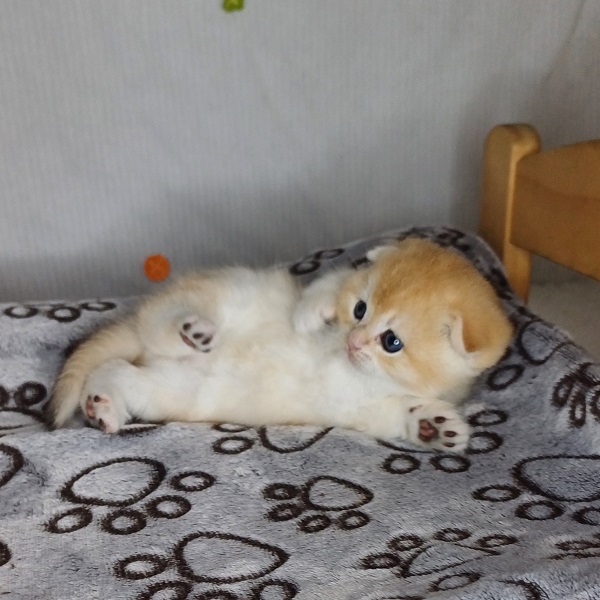 Hans Davidson - immagine 17