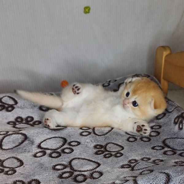 Hans Davidson - immagine 3