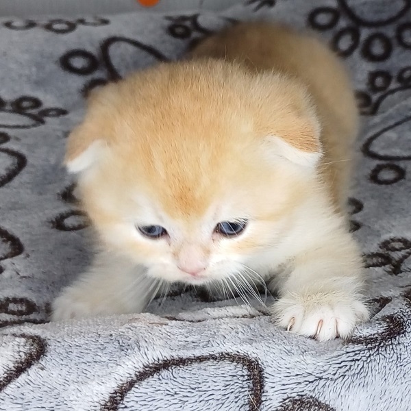 Hans Davidson - immagine 4