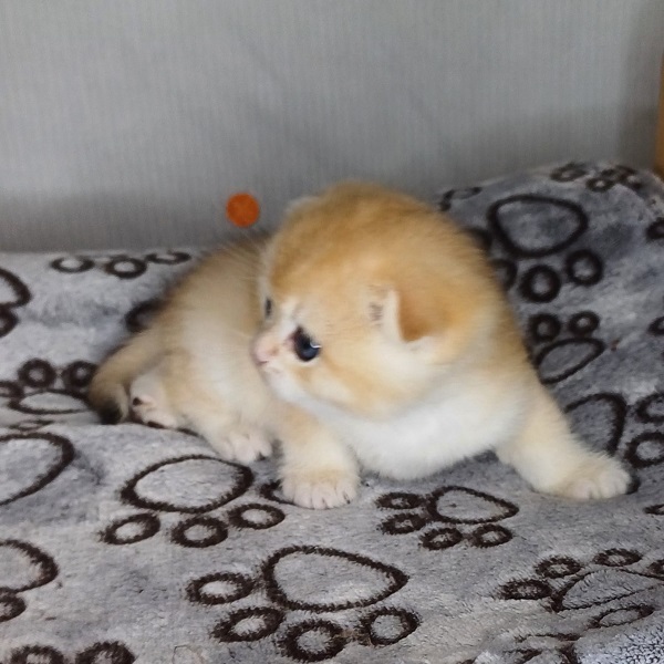 Hans Davidson - immagine 5