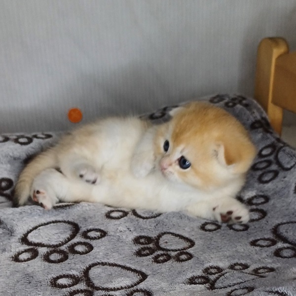 Hans Davidson - immagine 6