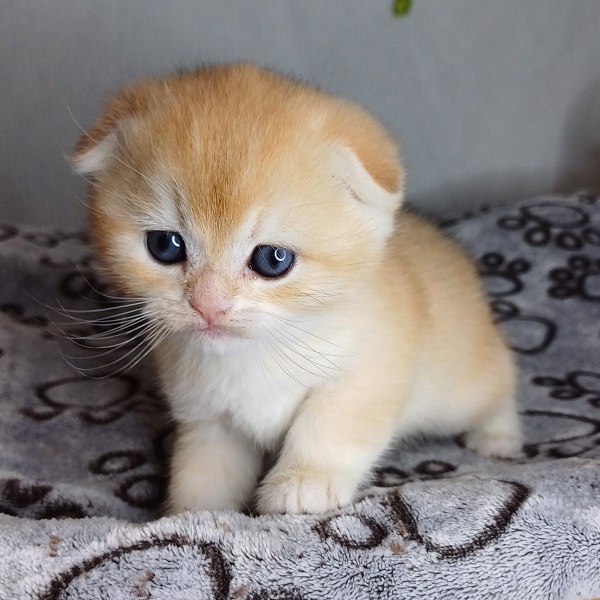 Hans Davidson - immagine 7