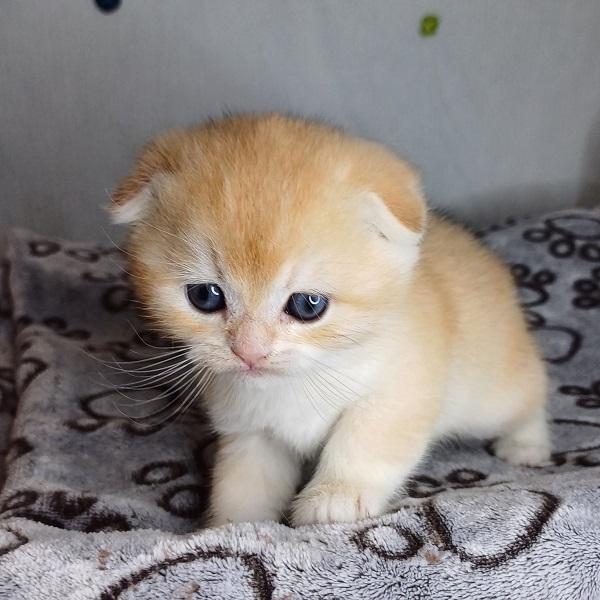 Hans Davidson - immagine 8