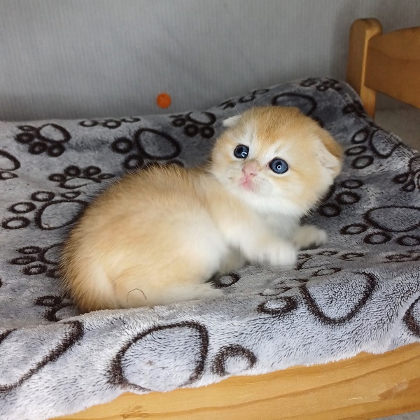 Hans Davidson - immagine 9