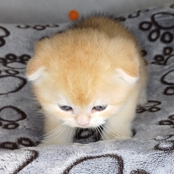 Hans Davidson - immagine 10