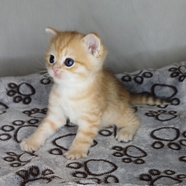 Harley Davidson - immagine 4