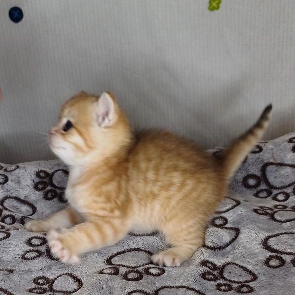 Harley Davidson - immagine 5