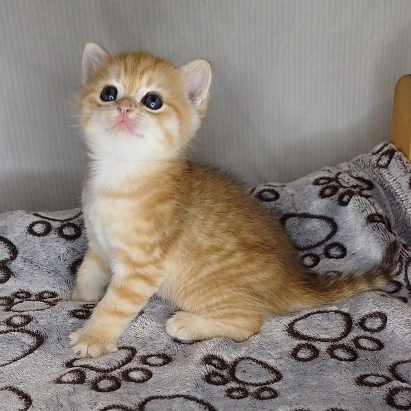 Harley Davidson - immagine 6