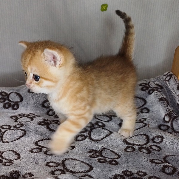 Harley Davidson - immagine 7