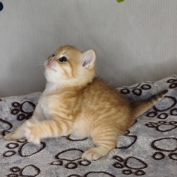 Harley Davidson - immagine 8