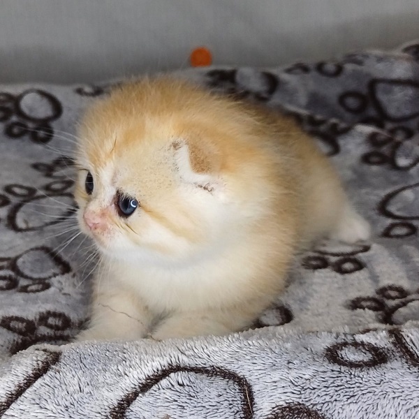 Harry Davidson - immagine 11