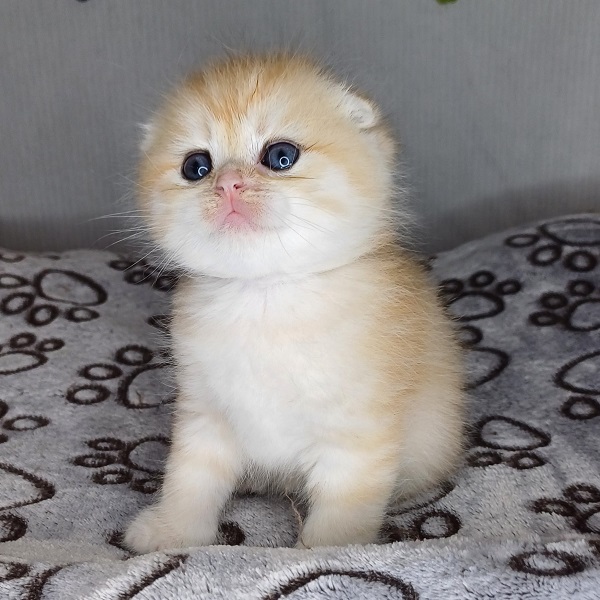 Harry Davidson - immagine 12