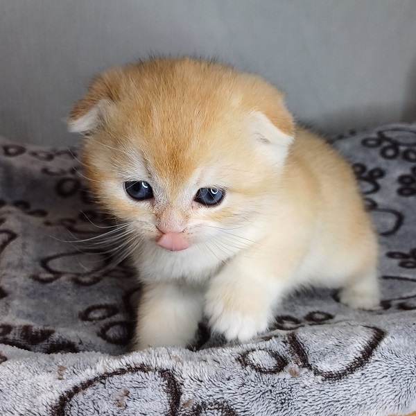 Harry Davidson - immagine 13