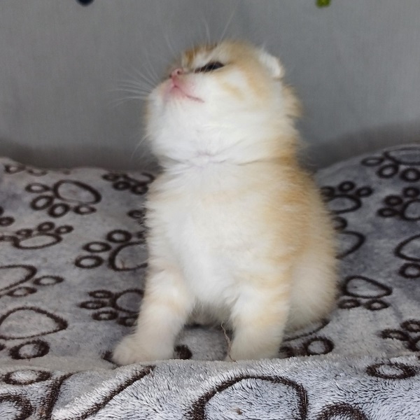 Harry Davidson - immagine 14