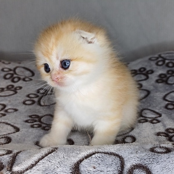 Harry Davidson - immagine 15