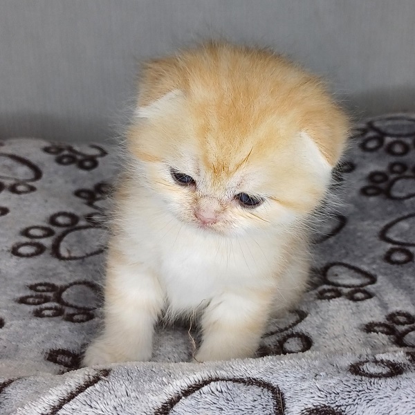 Harry Davidson - immagine 3