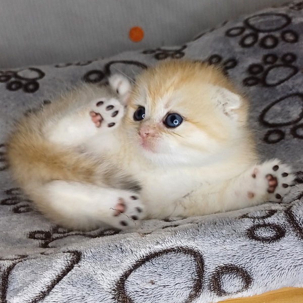 Harry Davidson - immagine 6