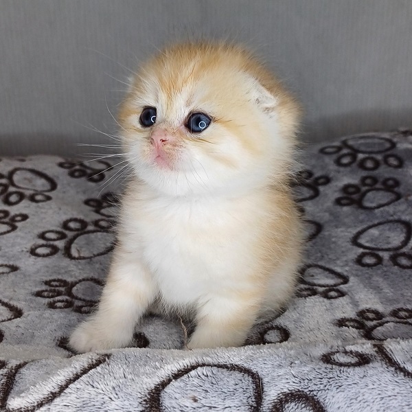 Harry Davidson - immagine 7