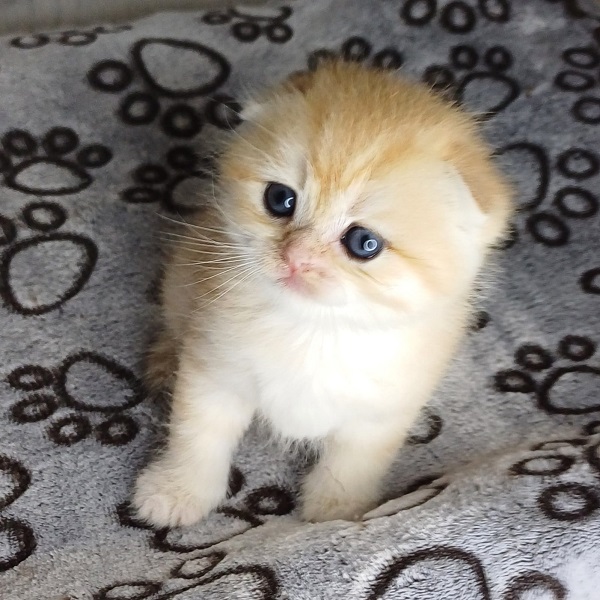 Harry Davidson - immagine 9