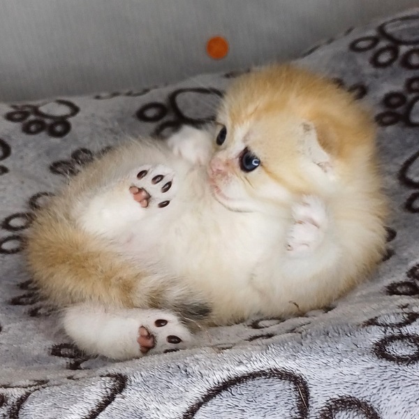 Harry Davidson - immagine 10