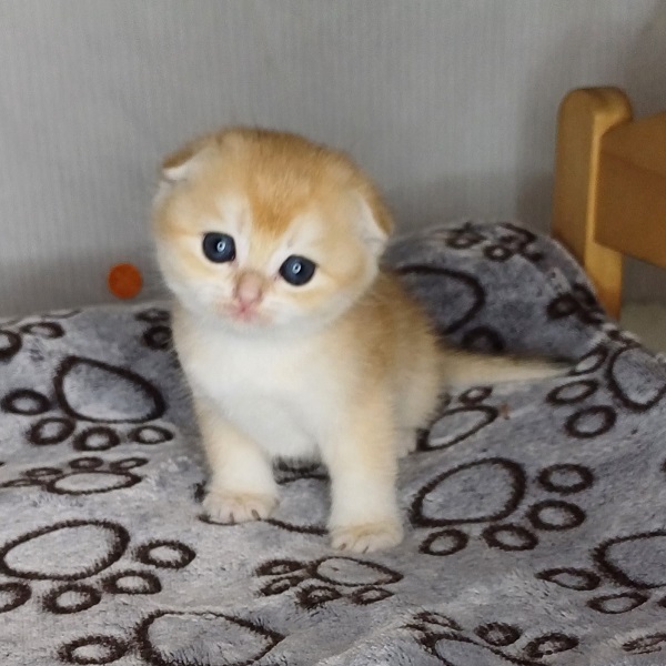 Hilary Mulan Davidson - immagine 11