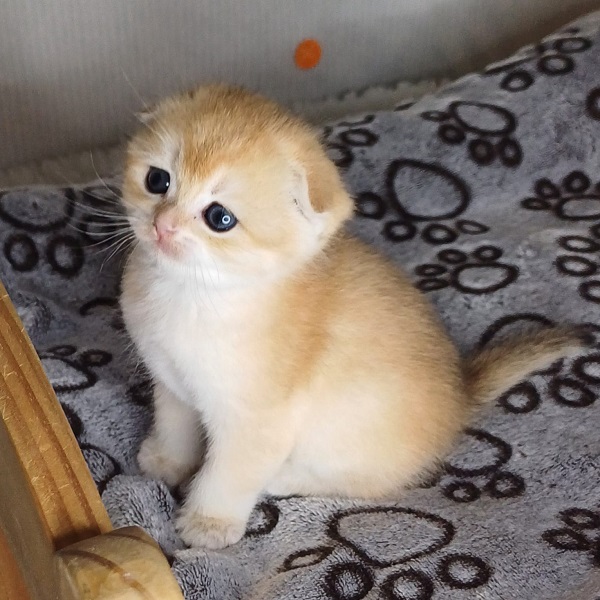 Hilary Mulan Davidson - immagine 13