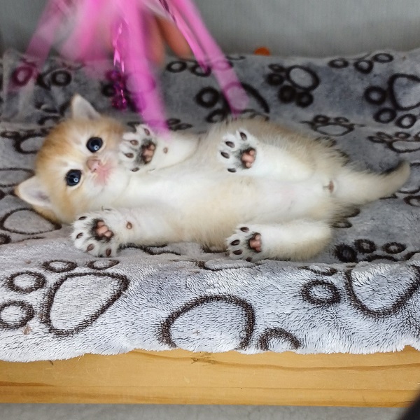 Hilary Mulan Davidson - immagine 14