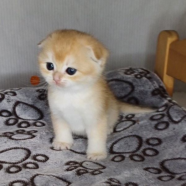 Hilary Mulan Davidson - immagine 15