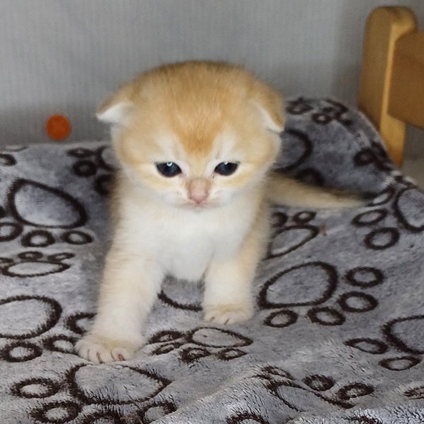 Hilary Mulan Davidson - immagine 16