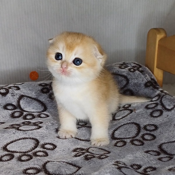 Hilary Mulan Davidson - immagine 17