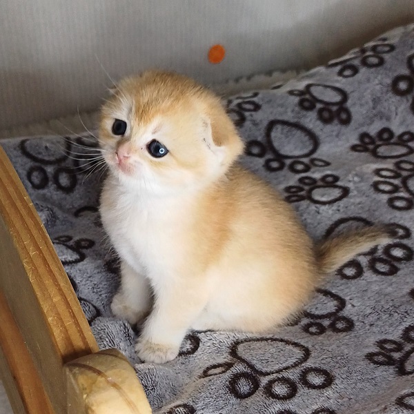 Hilary Mulan Davidson - immagine 18