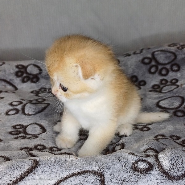 Hilary Mulan Davidson - immagine 19