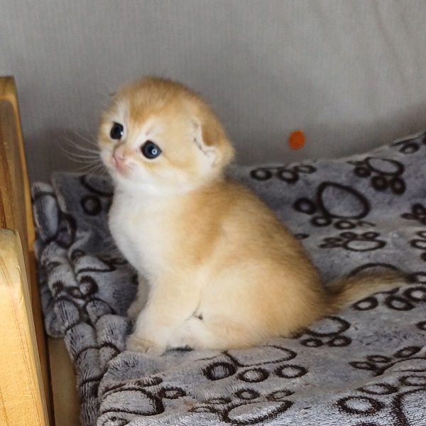 Hilary Mulan Davidson - immagine 20