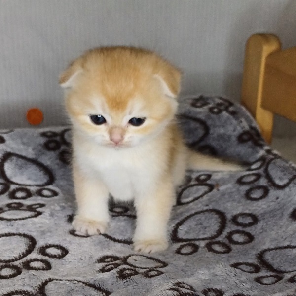 Hilary Mulan Davidson - immagine 3